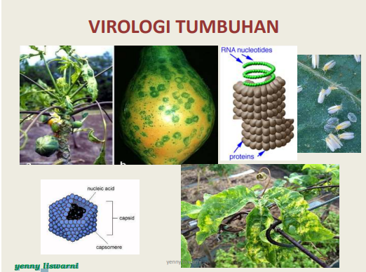 BAHAN AJAR VIROLOGI TUMBUHAN